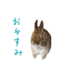 うさぎのこたろうスタンプ（個別スタンプ：2）
