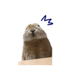 うさぎのこたろうスタンプ（個別スタンプ：4）