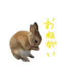 うさぎのこたろうスタンプ（個別スタンプ：5）
