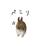 うさぎのこたろうスタンプ（個別スタンプ：6）