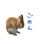 うさぎのこたろうスタンプ（個別スタンプ：7）