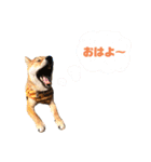 むぎのスタンプ1（個別スタンプ：10）