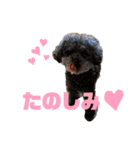 トイくんマハロくんスタンプ第二弾（個別スタンプ：6）