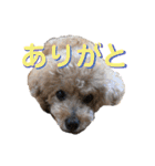 トイくんマハロくんスタンプ第二弾（個別スタンプ：7）