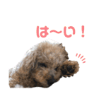 トイくんマハロくんスタンプ第二弾（個別スタンプ：11）
