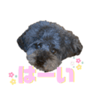 トイくんマハロくんスタンプ第二弾（個別スタンプ：12）