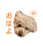 トイくんマハロくんスタンプ第二弾（個別スタンプ：13）