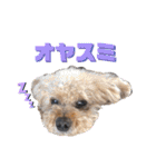 トイくんマハロくんスタンプ第二弾（個別スタンプ：20）