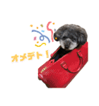 トイくんマハロくんスタンプ第二弾（個別スタンプ：29）