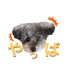 トイくんマハロくんスタンプ第二弾（個別スタンプ：40）