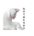 ねこにゃ日和〜その2（個別スタンプ：1）