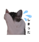 ねこにゃ日和〜その2（個別スタンプ：8）