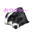 ボーダーコリー凛花No．1（個別スタンプ：1）