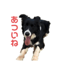 ボーダーコリー凛花No．1（個別スタンプ：6）