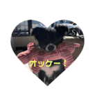 ボーダーコリー凛花No．1（個別スタンプ：10）