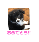 ボーダーコリー凛花No．1（個別スタンプ：16）