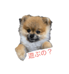 愛犬ちいず（個別スタンプ：1）