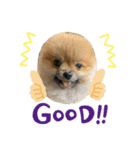 愛犬ちいず（個別スタンプ：3）