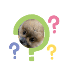 愛犬ちいず（個別スタンプ：4）