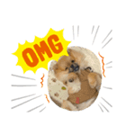 愛犬ちいず（個別スタンプ：5）