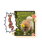 愛犬ちいず（個別スタンプ：7）