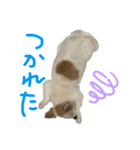 チワワの日常(＾ν＾)（個別スタンプ：6）
