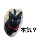黒猫クミン（個別スタンプ：1）