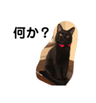 黒猫クミン（個別スタンプ：2）