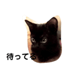 黒猫クミン（個別スタンプ：3）