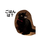 黒猫クミン（個別スタンプ：6）