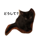 黒猫クミン（個別スタンプ：8）