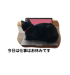 黒猫クミン（個別スタンプ：10）