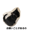 黒猫クミン（個別スタンプ：13）