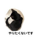 黒猫クミン（個別スタンプ：14）