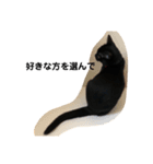 黒猫クミン（個別スタンプ：16）