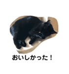 黒猫クミン（個別スタンプ：17）