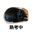 黒猫クミン（個別スタンプ：19）