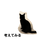 黒猫クミン（個別スタンプ：22）