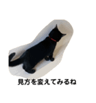 黒猫クミン（個別スタンプ：23）