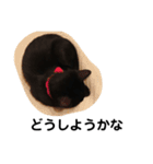 黒猫クミン（個別スタンプ：24）