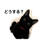 黒猫クミン（個別スタンプ：25）