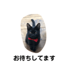 黒猫クミン（個別スタンプ：28）