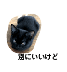 黒猫クミン（個別スタンプ：29）