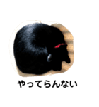 黒猫クミン（個別スタンプ：30）