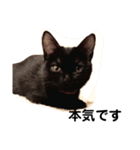黒猫クミン（個別スタンプ：31）