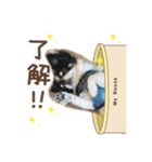 ソランとの日常（個別スタンプ：3）