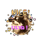 Chihuahua's song ソラとリズ⑥（個別スタンプ：1）
