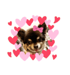 Chihuahua's song ソラとリズ⑥（個別スタンプ：3）