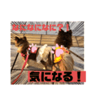 Chihuahua's song ソラとリズ⑥（個別スタンプ：4）