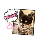 Chihuahua's song ソラとリズ⑥（個別スタンプ：6）